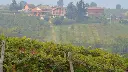 cantine-colona-vineyards-piedmont-italy.webp