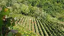 tenuta-maffone-vineyard-liguria-italy.webp