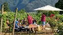 tenuta-maffone-wine-tasting.webp