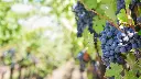 azienda-agricola-randi-grapes-ravenna-italy.webp