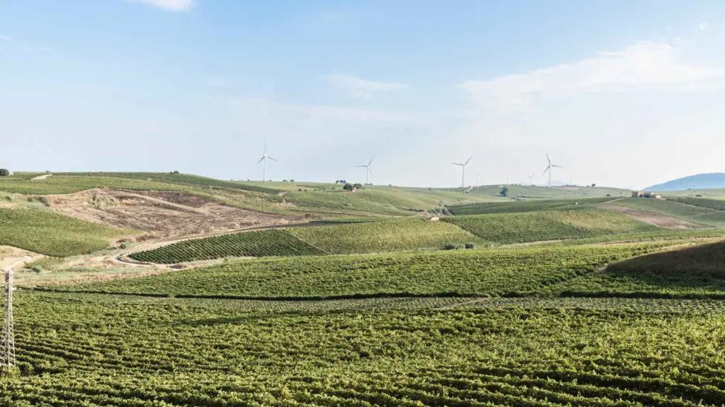 caruso-&-minini-winery-sicily-vineyards.webp