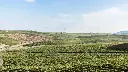 caruso-&-minini-winery-sicily-vineyards.webp