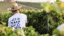 grape-harvest-sicily.webp