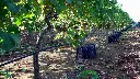 grape-harvest-ragusa-sicily.webp