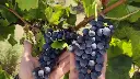 grapes-ragusa-sicily.webp
