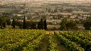 tili-vini-organic-vineyard-perugia-italy.webp