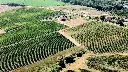 vineyards-tuscany-montepuciano.webp