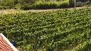 vineyards-liguria.webp
