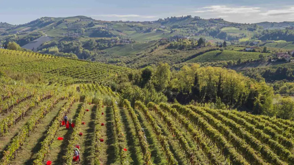 grape-harvest-piedmont-italy.webp