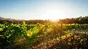 australia-private-wine-tour-gourmet-picnic-historic-clare-valley-landscape.webp