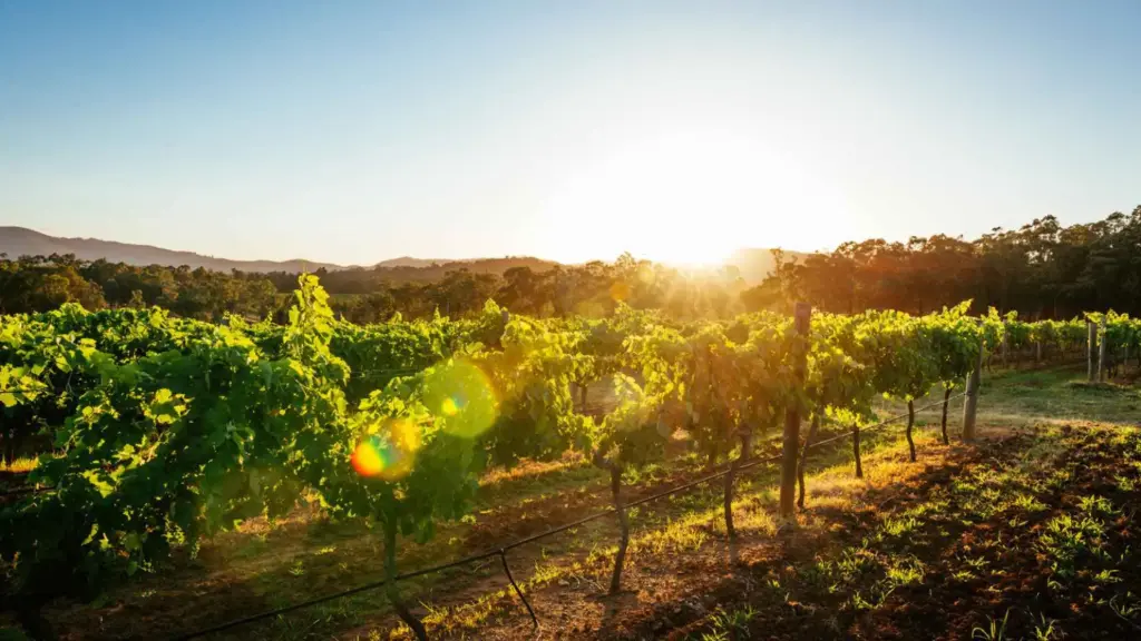 australia-luxury-mcLaren-vale-wine-tour-with -chauffeur-lunch-vip.webp