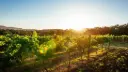 sparkling-private-tour-adelaide-hills.webp