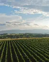 100-women-winery-vineyards.webp