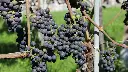 wine-tour-vineyards-switzerland.webp