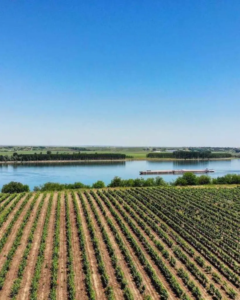 bononia-estate-vineyards-near-danube-bulgaria.webp