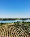 bononia-estate-vineyards-near-danube-bulgaria.webp