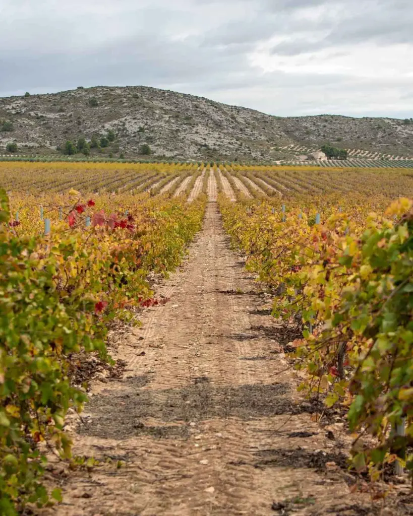 spain-valencia-bodegas-francisco-gomez-vineyards.webp