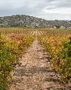 spain-valencia-bodegas-francisco-gomez-vineyards.webp