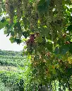 visit-tasting-veneto-monte-tondo-vineyards.webp