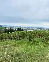 monte-tondo-veneto-vineyards-visit.webp