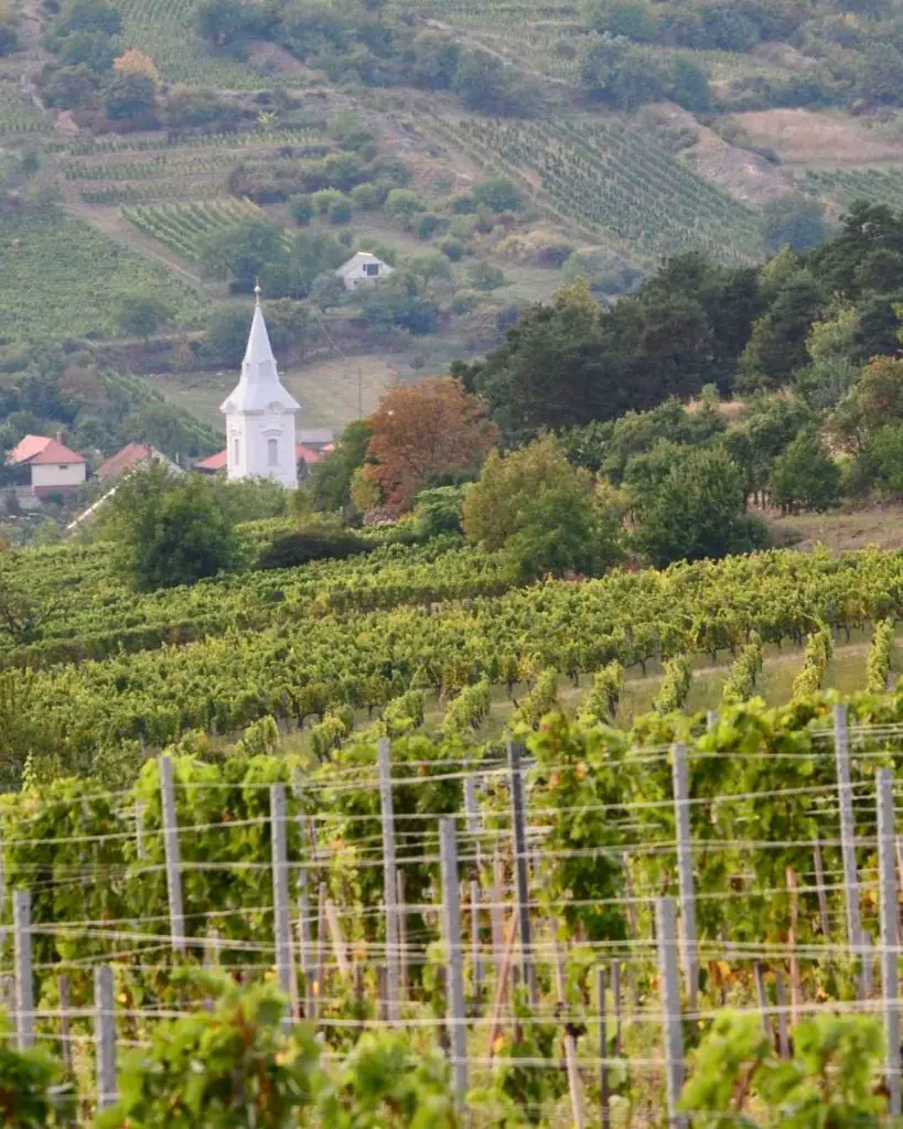 pelle-pince-vineyards-tokaj.webp