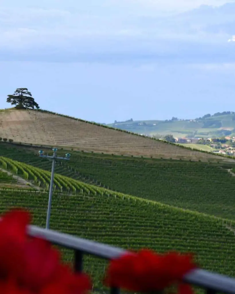 marrone-la-morra-piedmont-vineyards.webp