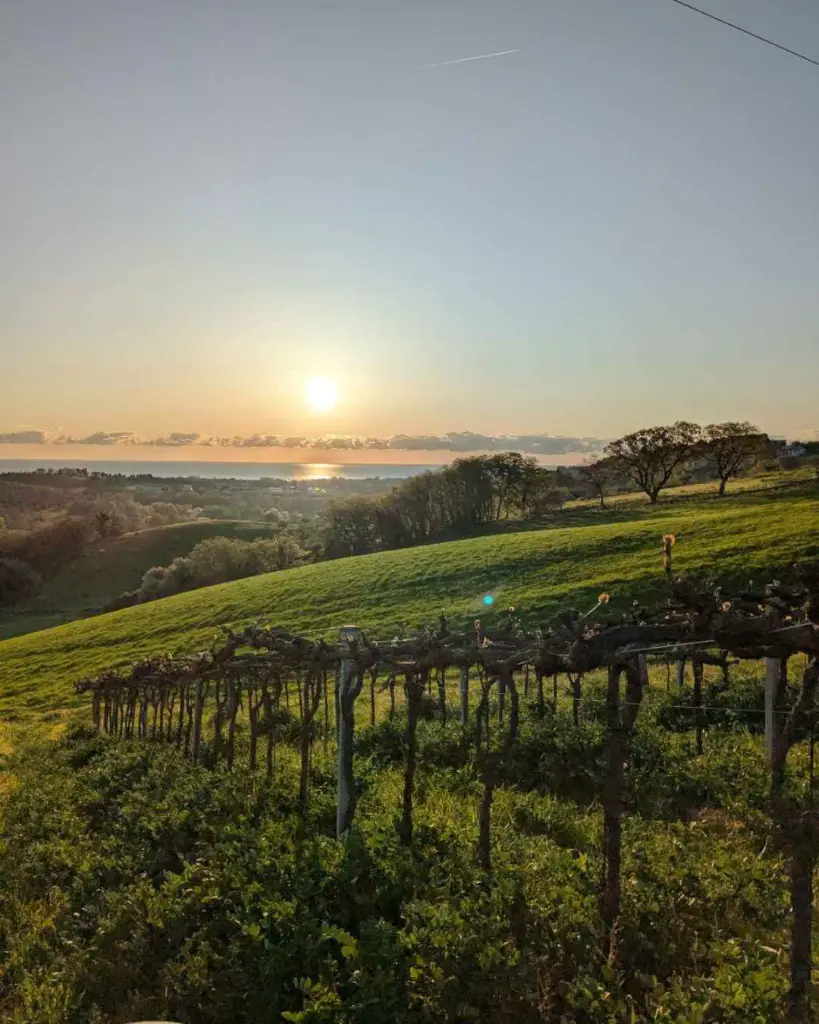 tenuta-fanton-vineyards-italy.webp