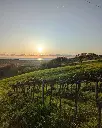 tenuta-fanton-vineyards-italy.webp