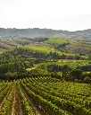 badia-di-morrona-vineyard-walk-and-tasting-tuscany-italy.webp