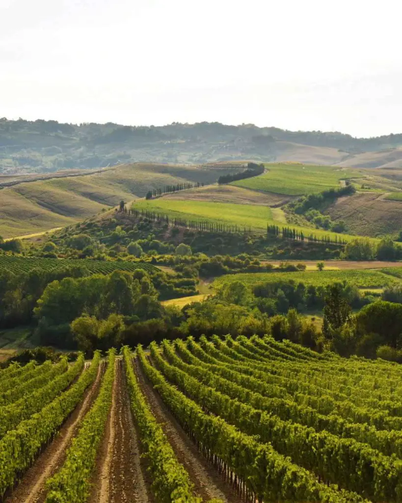 badia-di-morrona-vineyards-tuscany-italy.webp