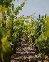tenuta-di-castellaro-vineyards-lipari-island-sicily-italy.webp