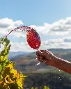 quinta-da-pedra-alta-wine-tasting-portugal.webp