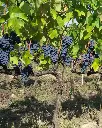 Italy-tuscany-fattoria-uccelliera-vineyard.webp