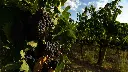 chianti-wine-tour-from-siena-vineyards.webp