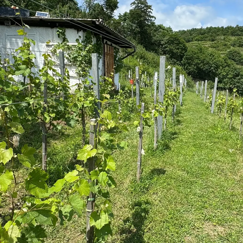 Austria, Lower Austria, Kapitel Zwei Wine - Taste & Tour Small Organic Wineries with a Winemaker