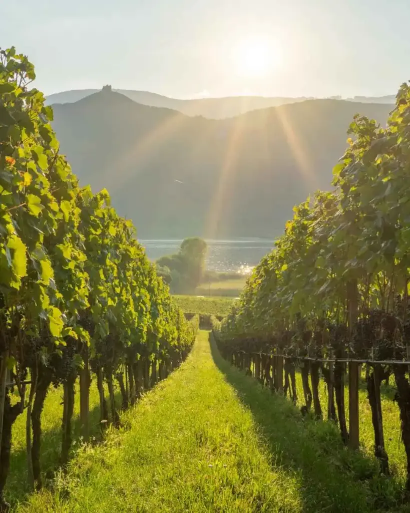 Italy, Trentino - Alto Adige, Castel Sallegg - Individual guided tasting of five wines 