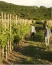 Italy, Tuscany, Massa Carrara - Boutique Winery Tour & Tasting in North Tuscany