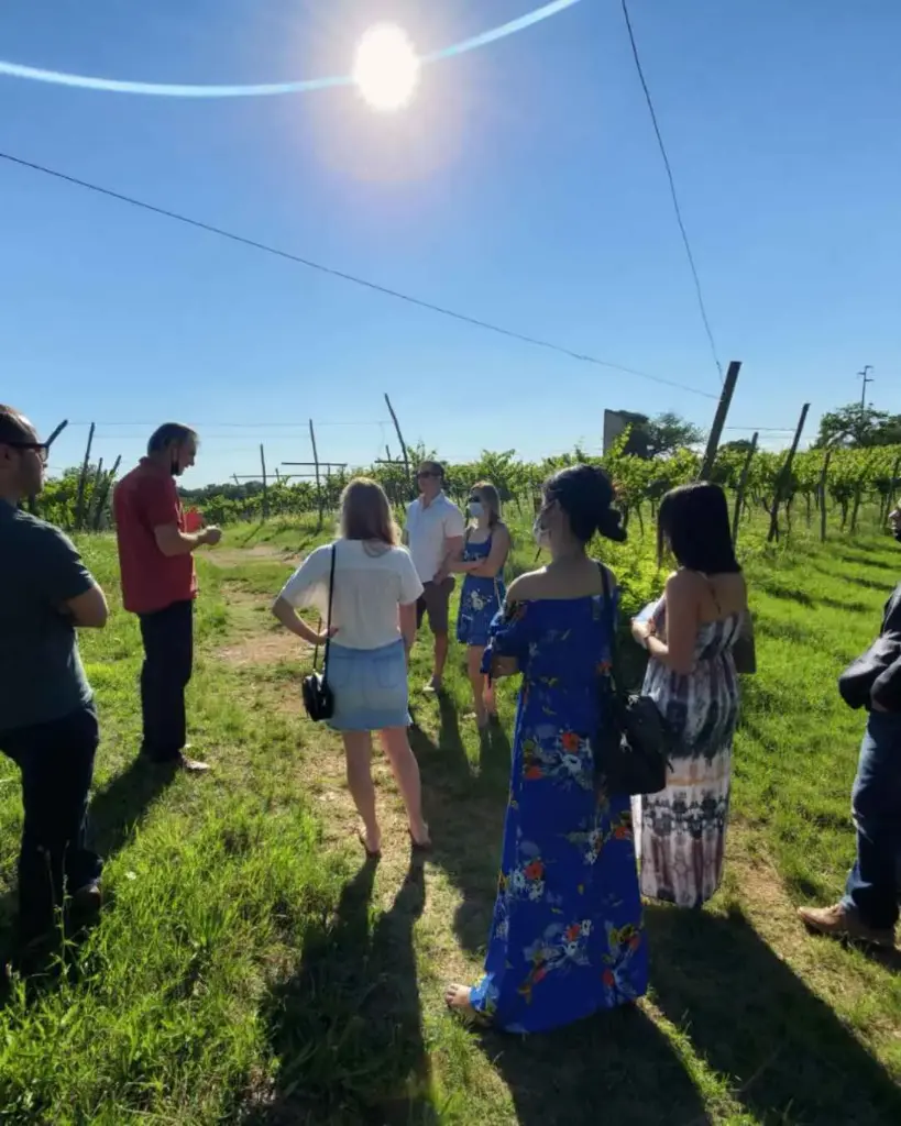 Italy, Veneto, Vicenza - Vineyard Walk & Wine Tasting in the Berici Hills of Vicenza