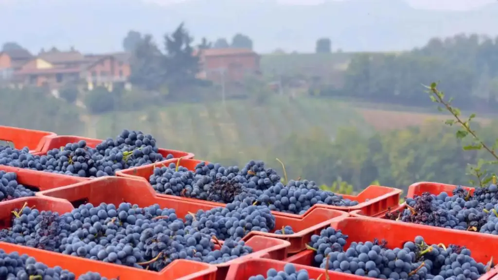 Italy, Piedmont, Alessandriaa - Winery Tour with Wine Tasting & Local Food near Tortona