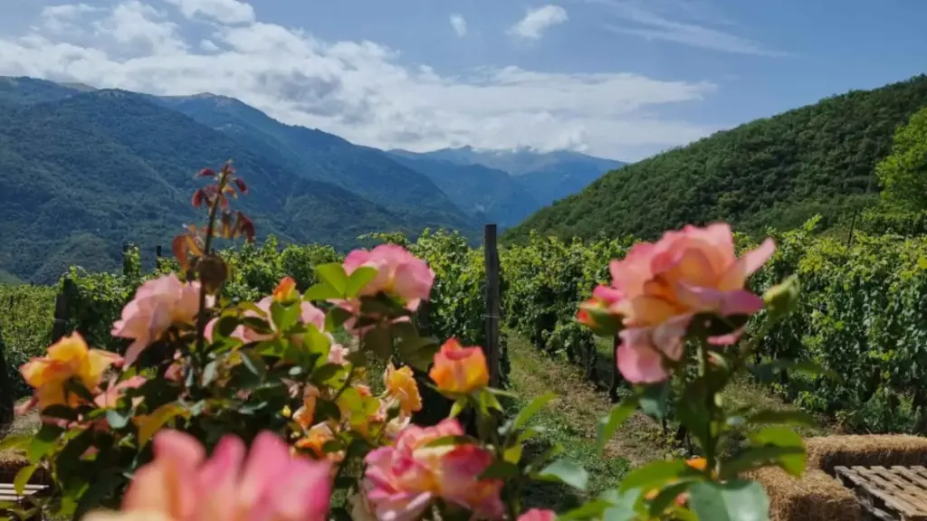 Italy, Liguria, Imperia - Vineyard Tour with Wine Tasting and Light Lunch near Imperia
