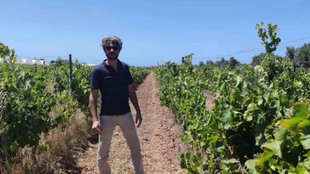 Italy, Sicily, Ragusa - Winery Tour with Wine Tasting & Local Food near Ragusa