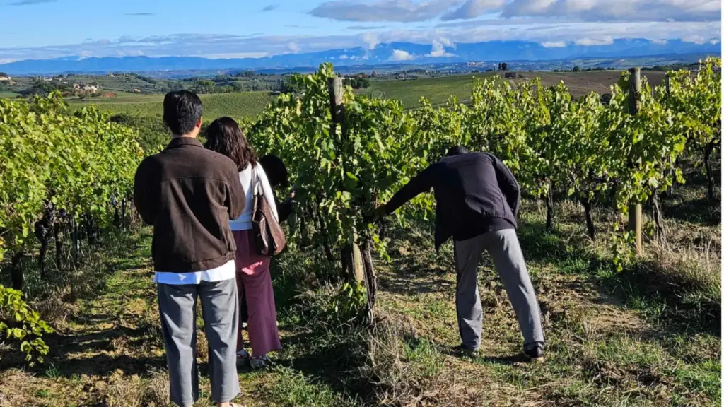 Italy, Tuscany, Siena - Winery Tour with Wine & Food Tasting in Montepulciano