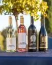 US, California, Napa Valley - Maria Concetto Winery - Vino Virtuoso