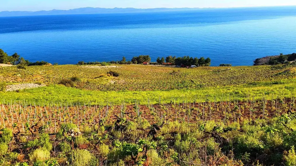 Croatia, Dalmatia, From Dubrovnik - Peljesac Essential (classic) Private Wine Tour