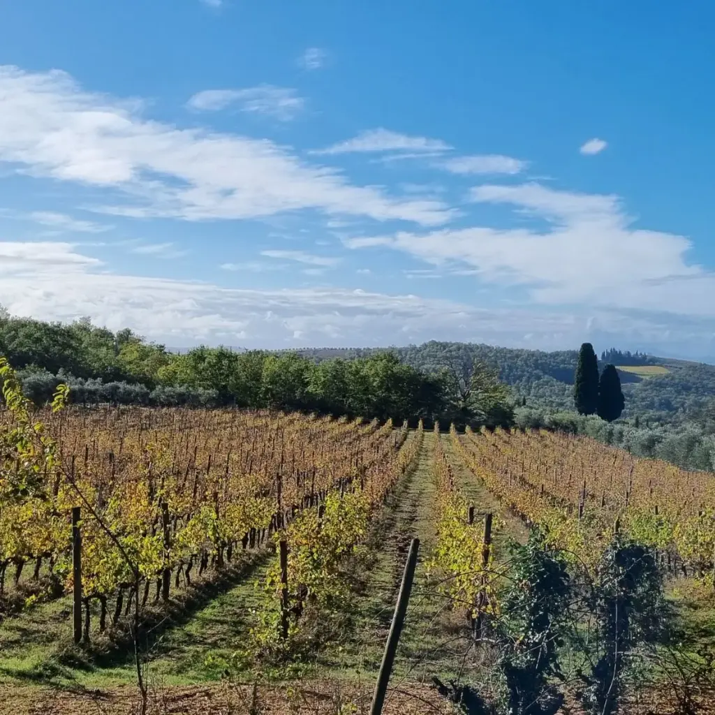 Italy, Tuscany, Casa Sola - Visit the Vineyards, Cellars and Wine & Oil Tasting