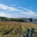 Italy, Tuscany, Casa Sola - Visit the Vineyards, Cellars and Wine & Oil Tasting