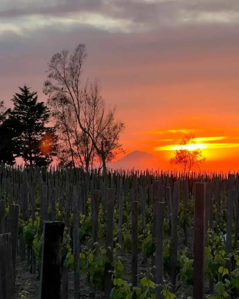 Italy, Sicily, Tenuta di Castellaro - Toast To The Sun