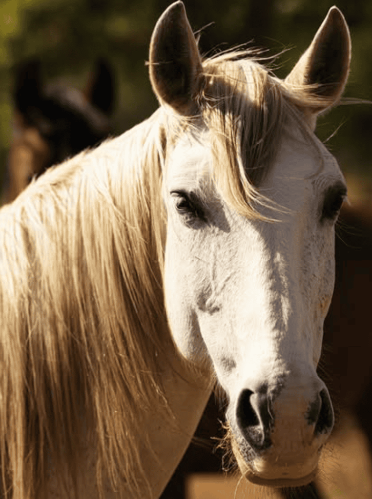 Portugal, Setubal, Herdade do Perú - Saddle Up And Sip – Explore The Vineyards On Horseback