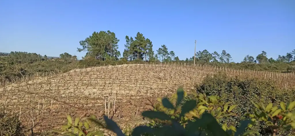 Portugal, Bairrada, Prior Lucas Wines - GASTRONOMIC EXPERIENCE IN THE PRIOR VINEYARD