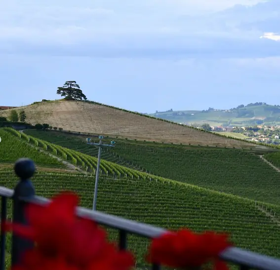 Italy, Piedmont, Agricola Gian Piero Marrone - The 3 wines Tasting